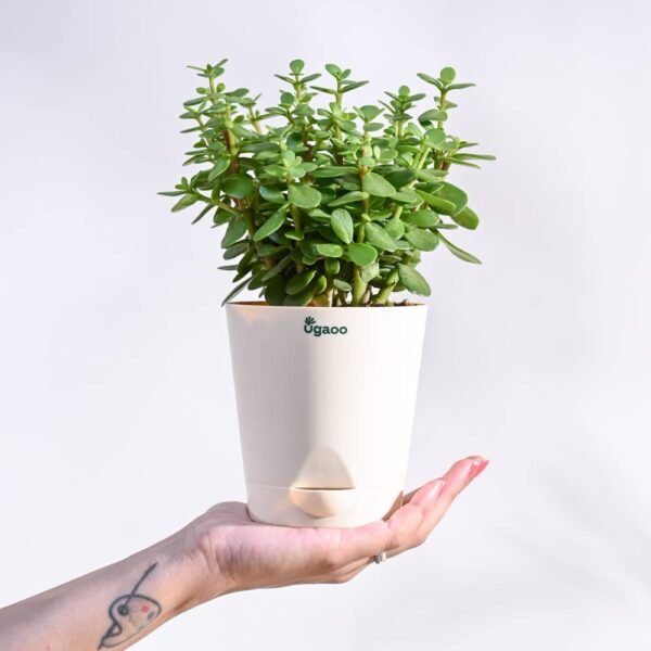 Ugaoo Good Luck Jade Plant with Self Watering Pot