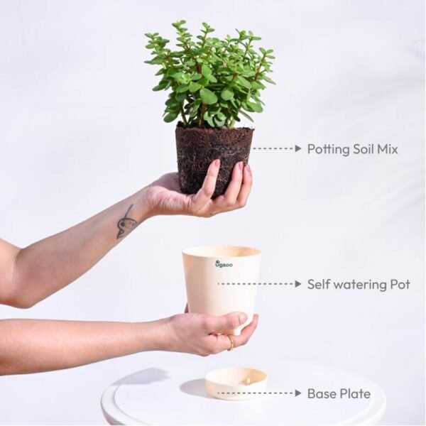 Ugaoo Good Luck Jade Plant with Self Watering Pot