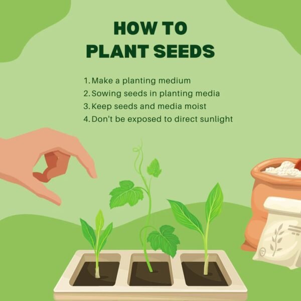 NooElec Seeds India 15 SEEDS- Dwarf Pink Lotus Flower Seeds For Home Garden- High Germination Seeds- Grow Indoor & Outdoor.