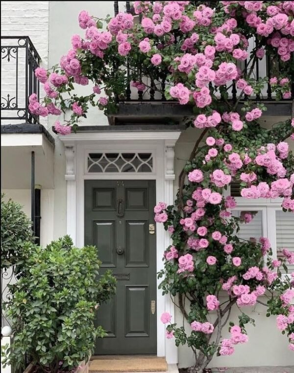 Ritz Farming® Pink Color Climbing Rose Flower Seeds For Gardening (Pack Of 100 Seeds)