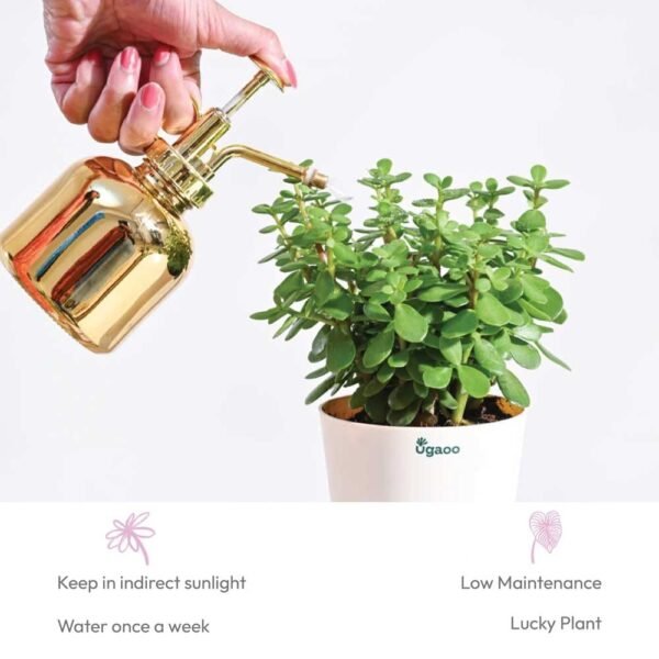 Ugaoo Good Luck Jade Plant with Self Watering Pot
