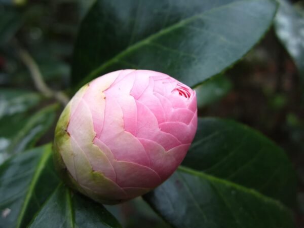 Pyanabi Camellia Pink Perfection flower Live Plant Rare Hybrid (Plant Height 1.5-2.5 Feet) Live Flower Plant for Home garden Indoor Outdoor Shrubs Tree