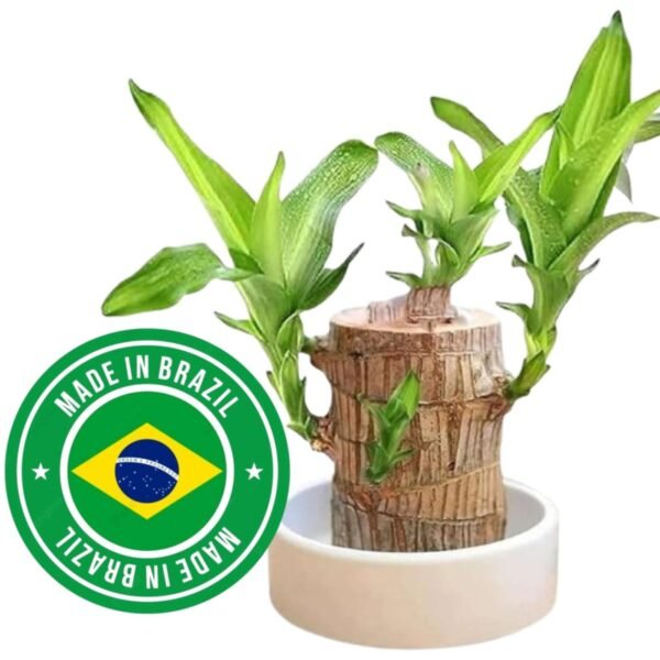 Bamboo Plant Lucky Wood Good Luck Live Plant Lucky Brazil Wood Potted Plant With Buddha Monk (Set Of 2) | Healthy Indoor Live Lucky Brazilian Wood Plant for Living Room (Style_112
