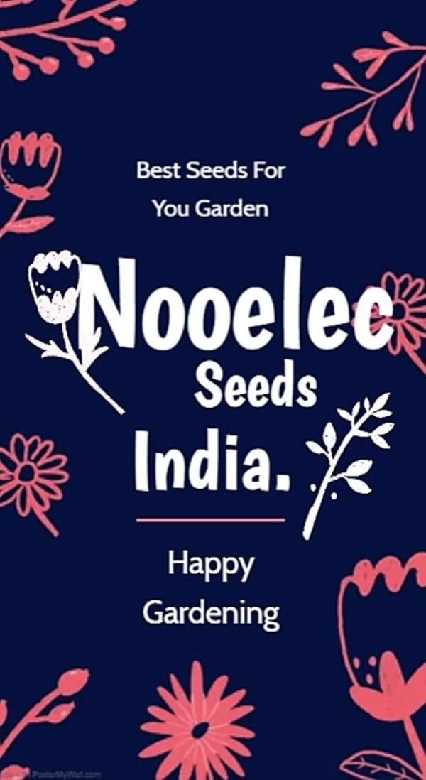 NooElec Seeds India 15 SEEDS- Dwarf Pink Lotus Flower Seeds For Home Garden- High Germination Seeds- Grow Indoor & Outdoor.