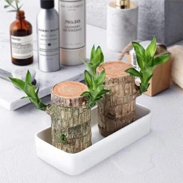 Lucky Brazil Wood Potted Plant with Buddha| Healthy Indoor Plant | Lucky Brazilian Wood Plant for Living Room Plant Enhance Your Indoor Space (Brazilian Lucky Bamboo With Buddha) (Pot Not Included)