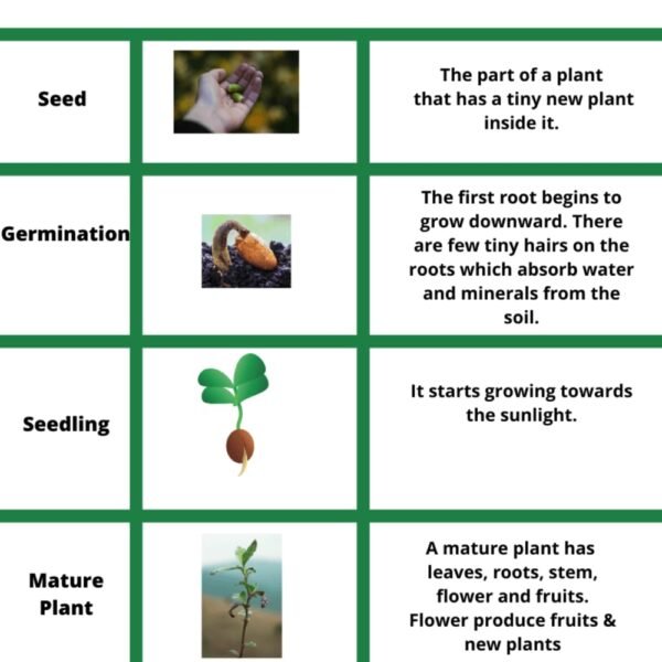 NooElec Seeds India 15 SEEDS- Dwarf Pink Lotus Flower Seeds For Home Garden- High Germination Seeds- Grow Indoor & Outdoor.