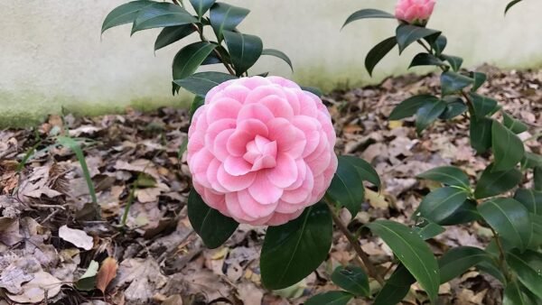 Pyanabi Camellia Pink Perfection flower Live Plant Rare Hybrid (Plant Height 1.5-2.5 Feet) Live Flower Plant for Home garden Indoor Outdoor Shrubs Tree