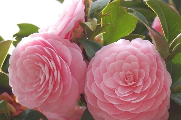 Pyanabi Camellia Pink Perfection flower Live Plant Rare Hybrid (Plant Height 1.5-2.5 Feet) Live Flower Plant for Home garden Indoor Outdoor Shrubs Tree