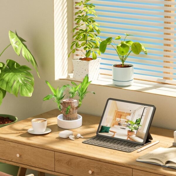 Lucky Brazil Wood Potted Plant with Buddha| Healthy Indoor Plant | Lucky Brazilian Wood Plant for Living Room Plant Enhance Your Indoor Space (Brazilian Lucky Bamboo With Buddha) (Pot Not Included)