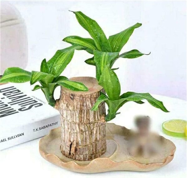 Lucky Brazil Wood Potted Plant with Buddha| Healthy Indoor Plant | Lucky Brazilian Wood Plant for Living Room Plant Enhance Your Indoor Space (Brazilian Lucky Bamboo With Buddha) (Pot Not Included)