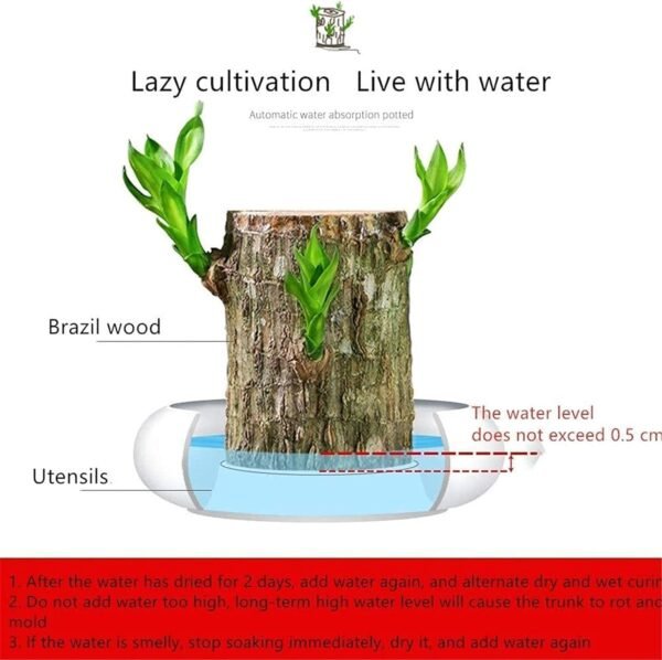 Lucky Brazil Wood Potted Plant with Buddha, Healthy Indoor Plant, Lucky Brazilian Wood Plant for Living Room, Plant for Enhance Indoor Space, Good Luck Live Plant With Buddha) (Pot Not Included)