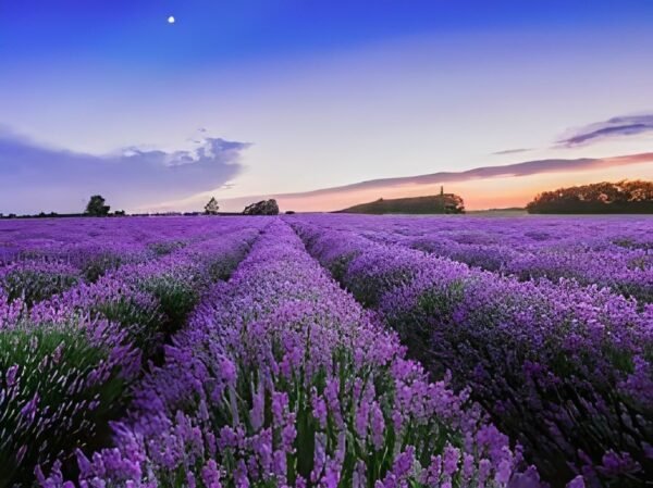 SEILOZBUNIA FARM- Rare Most Beautiful Healthy English "Lavender" plant for Home Gardening & Roof top Garden Pack of 1 with Grow Bag.