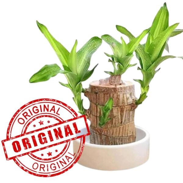 Bamboo Plant Lucky Wood Good Luck Live Plant Lucky Brazil Wood Potted Plant With Buddha Monk (Set Of 2) | Healthy Indoor Live Lucky Brazilian Wood Plant for Living Room (Style_112