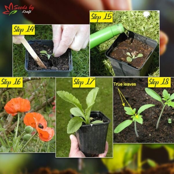 Kraft Seeds by 10CLUB African Marigold Flower Seeds (1 Packet ,Mix 1000 Seeds) |Outdoor Flowering Seeds for Home Gardening | Natural and Real Planting Seeds for Indoor Home Decor