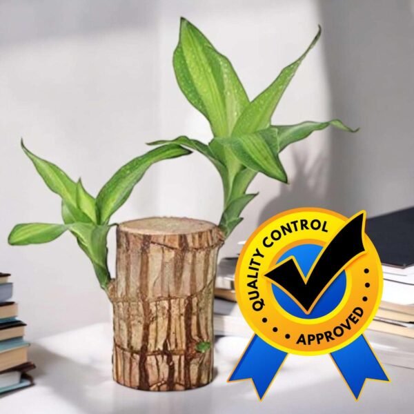 Bamboo Plant Lucky Wood Good Luck Live Plant Lucky Brazil Wood Potted Plant With Buddha Monk (Set Of 2) | Healthy Indoor Live Lucky Brazilian Wood Plant for Living Room (Style_112