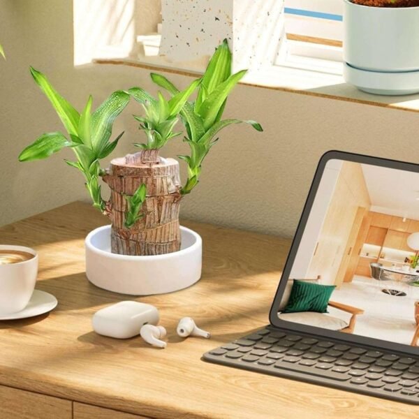 Bamboo Plant Lucky Wood Good Luck Live Plant Lucky Brazil Wood Potted Plant With Buddha Monk (Set Of 2) | Healthy Indoor Live Lucky Brazilian Wood Plant for Living Room (Style_112