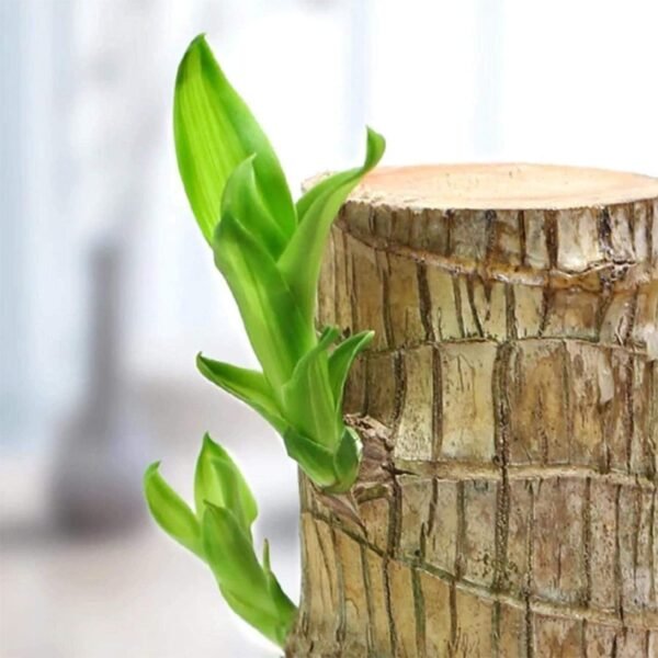 Green Lucky Brazil Wood Potted Plant, Healthy Indoor Live Lucky Brazilian Wood Plant for Living Room, Feng Shui Plant Bamboo Plants for Home Decoration (Without Pot) (brazilian wood)