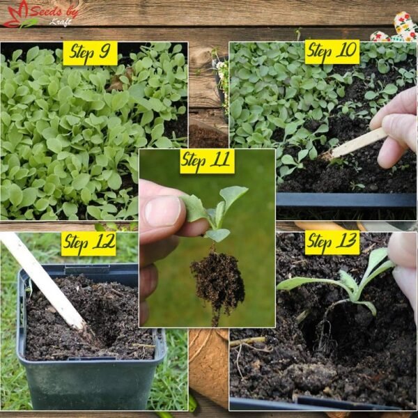 Kraft Seeds by 10CLUB African Marigold Flower Seeds (1 Packet ,Mix 1000 Seeds) |Outdoor Flowering Seeds for Home Gardening | Natural and Real Planting Seeds for Indoor Home Decor