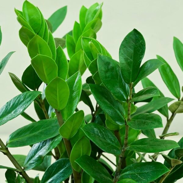 UGALOO ZZ Plant, Zamia Air Purifer Plant Black Pot (Zamioculcas Zamiifolia)