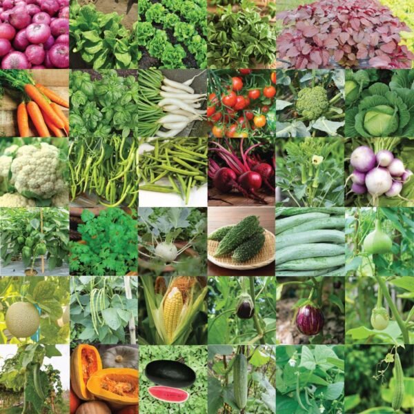 UGAOO Indian Vegetable Seeds Bank For Home Garden 35 Varieties - 1675 Seeds