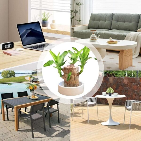 Bamboo Plant Lucky Wood Good Luck Live Plant Lucky Brazil Wood Potted Plant With Buddha Monk (Set Of 2) | Healthy Indoor Live Lucky Brazilian Wood Plant for Living Room (Style_112