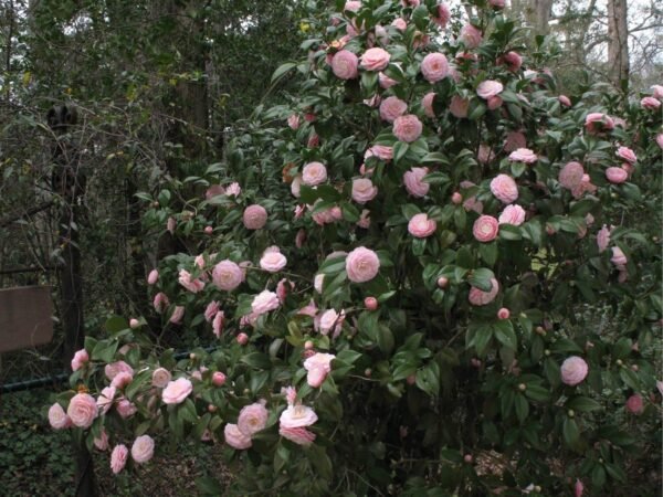 Pyanabi Camellia Pink Perfection flower Live Plant Rare Hybrid (Plant Height 1.5-2.5 Feet) Live Flower Plant for Home garden Indoor Outdoor Shrubs Tree