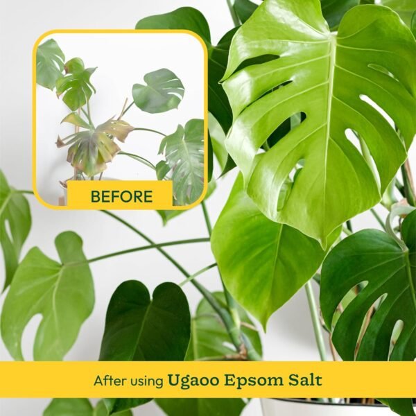 Ugaoo Epsom Salt for Plants Growth - Magnesium Sulphate Organic Fertilizer - 1 Kg |Powder
