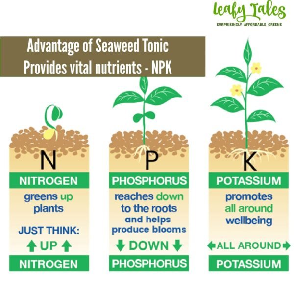 Leafy Tales Concentrate Liquid Seaweed Fertilizer Tonic for Plants | 250 ml |All Purpose Indoor & Outdoor Plants, for Plant Growth, Flowering & Fruiting…